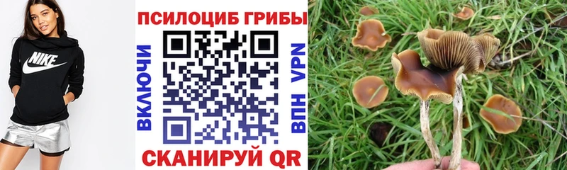 хочу   Суворов  shop Telegram  Галлюциногенные грибы Cubensis 